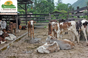 TOURS OXAPAMPA - Cabalgata en Santa Clara - IBTravel