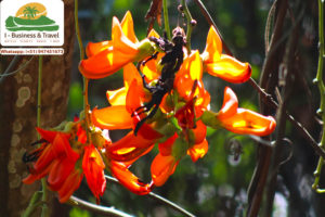 TOURS CHANCHAMAYO - Caminata por Kimiri - IBTravel - Ecoturismo