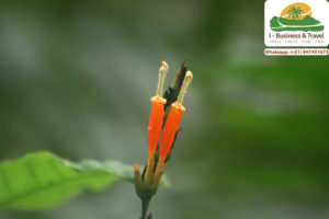 TOURS CHANCHAMAYO - Tour Perené - IBTravel - Ecoturismo