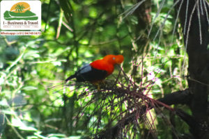 CAPACITACIÓN SERNANP II - Primera respuesta en zonas agrestres - IBTravel